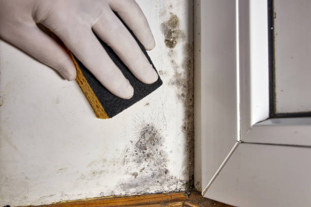 Mold Odor Removal Services in North Boston, NY